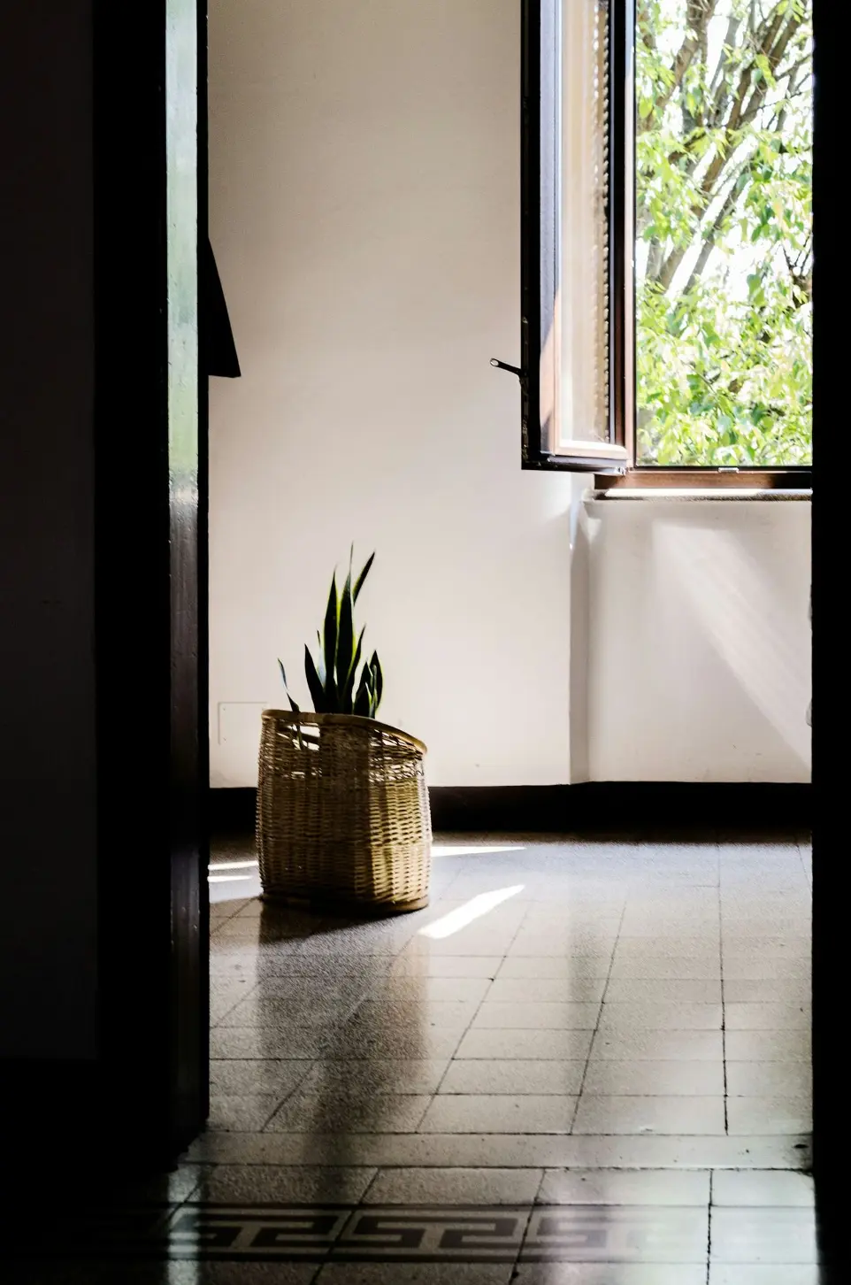 green potted plant beside window